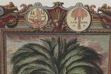 Load image into Gallery viewer, Pair Framed Palm Tree Botanical Engravings Classical Style Prints 25 x 29
