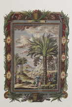 Load image into Gallery viewer, Pair Framed Palm Tree Botanical Engravings Classical Style Prints 25 x 29
