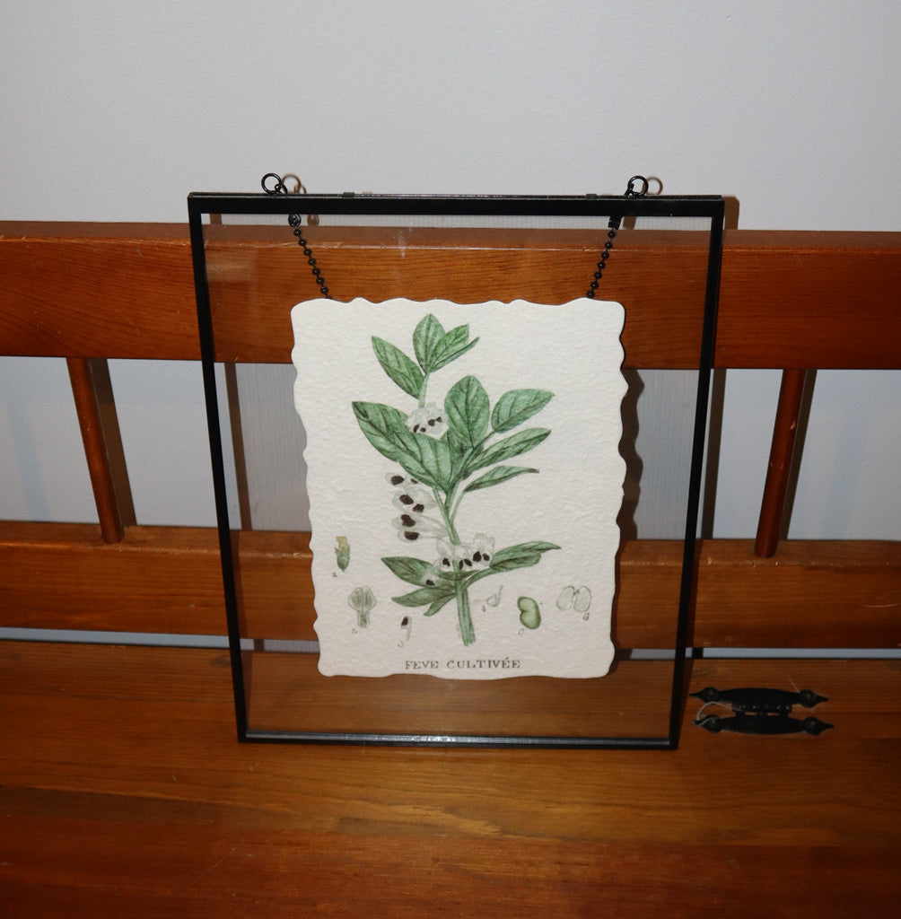 Vintage-Style Botanical Print “Fève Cultivée” – Framed Pressed Art in Floating Glass Frame