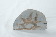 Load image into Gallery viewer, Septarian Nodule Polished Slice Natural Stone Display Specimen 3.75 Inch
