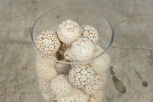 Load image into Gallery viewer, JL Decorative Natural Shell and Wood Orb Vase Filler Bowl Filler Coastal Decor
