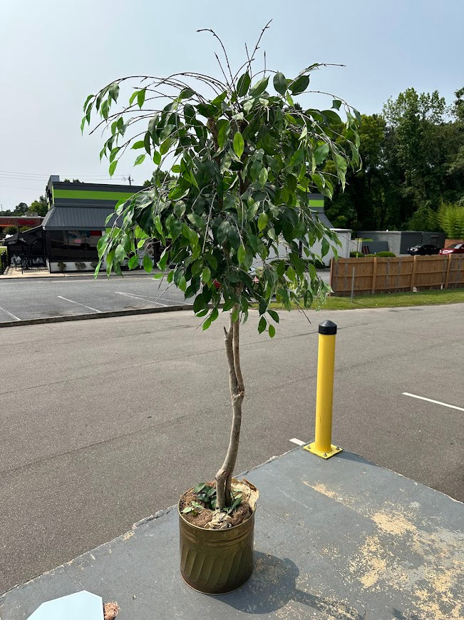Tall Artificial Ficus Tree in Decorative Planter – 85
