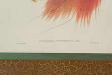 Load image into Gallery viewer, Pair of John Richard Framed Bird of Paradise Prints
