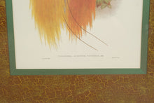 Load image into Gallery viewer, Pair of John Richard Framed Bird of Paradise Prints
