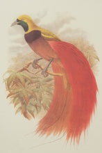Load image into Gallery viewer, Pair of John Richard Framed Bird of Paradise Prints
