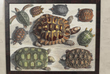 Load image into Gallery viewer, Turtles John Richard 36&quot; x 33&quot;
