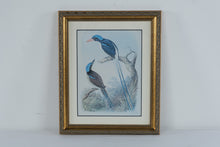 Load image into Gallery viewer, Henry Jones Racquet Tailed Kingfisher Bird Art Print Framed 14 x 17
