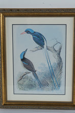 Load image into Gallery viewer, Henry Jones Racquet Tailed Kingfisher Bird Art Print Framed 14 x 17
