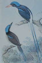 Load image into Gallery viewer, Henry Jones Racquet Tailed Kingfisher Bird Art Print Framed 14 x 17
