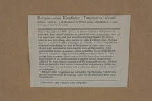Load image into Gallery viewer, Henry Jones Racquet Tailed Kingfisher Bird Art Print Framed 14 x 17

