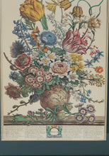 Load image into Gallery viewer, Pair of Vintage Botanical Prints – The Twelve Months of Flowers (March &amp; December) after Robert Furber, 1730 (18&quot; x 22&quot;)
