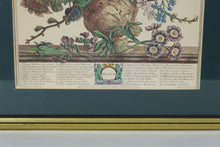 Load image into Gallery viewer, Pair of Vintage Botanical Prints – The Twelve Months of Flowers (March &amp; December) after Robert Furber, 1730 (18&quot; x 22&quot;)
