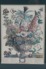 Load image into Gallery viewer, Pair of Vintage Botanical Prints – The Twelve Months of Flowers (March &amp; December) after Robert Furber, 1730 (18&quot; x 22&quot;)
