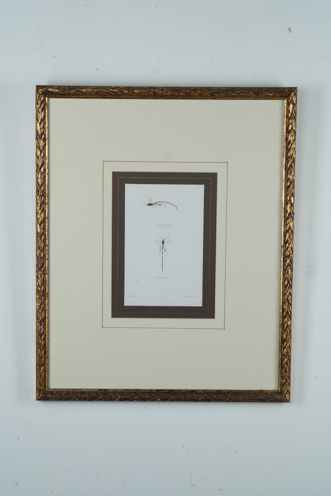 “Pelecinus” Framed Natural History Engraving Print – After T.R. Peale – 17.25