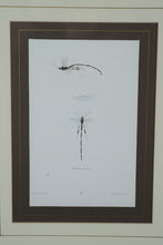 Load image into Gallery viewer, “Pelecinus” Framed Natural History Engraving Print – After T.R. Peale – 17.25&quot; x 21.25&quot;
