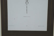 Load image into Gallery viewer, “Pelecinus” Framed Natural History Engraving Print – After T.R. Peale – 17.25&quot; x 21.25&quot;
