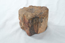 Load image into Gallery viewer, Natural Petrified Wood Fossil Log Section Display Specimen 4 Inch
