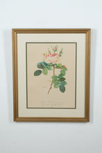 Load image into Gallery viewer, “Rosier des Parfumeurs” – Botanical Rose Print After Pierre-Joseph Redouté (17.5&quot; x 22&quot;)

