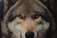 Load image into Gallery viewer, Stamates Alpha Male Wolf Wildlife Poster Framed 23 x 32
