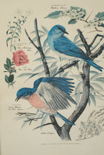 Load image into Gallery viewer, State Birds and Flowers - Arthur Singer - #2 in Series
