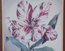 Load image into Gallery viewer, Framed Botanical Print Stripey Tulip I by Galley with Gilded Frame
