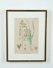 Load image into Gallery viewer, Tufted Hair-Grass Aira Eu-Caespitosa
