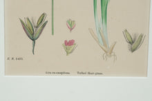Load image into Gallery viewer, Tufted Hair-Grass Aira Eu-Caespitosa
