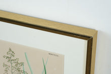 Load image into Gallery viewer, Tufted Hair-Grass Aira Eu-Caespitosa

