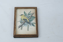 Load image into Gallery viewer, Vintage Goldfinch Bird Print Framed Botanical Wall Art 4x5
