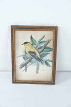 Load image into Gallery viewer, Vintage Goldfinch Bird Print Framed Botanical Wall Art 4x5
