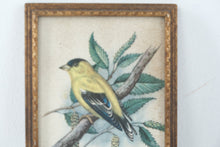 Load image into Gallery viewer, Vintage Goldfinch Bird Print Framed Botanical Wall Art 4x5
