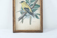 Load image into Gallery viewer, Vintage Goldfinch Bird Print Framed Botanical Wall Art 4x5
