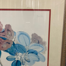 Load image into Gallery viewer, Antique Joseph Dalton Hooker Botanical Lithograph Pair Rhododendron Thomsoni Fulgens Framed

