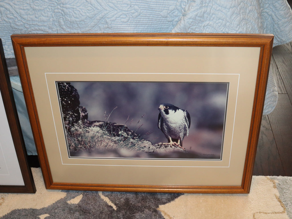 Peregrine Falcon Wildlife Photography – Framed Nature Print