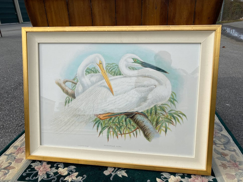 Framed Gould Water Fowl by Walter Imp