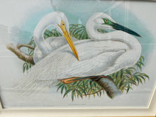 Load image into Gallery viewer, Framed Gould Water Fowl by Walter Imp
