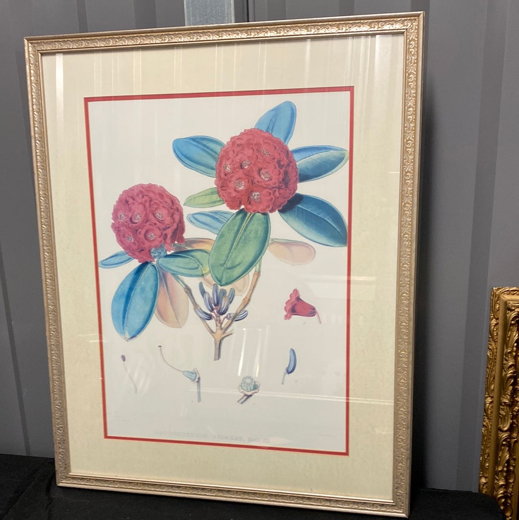 Rhododendron Fulgens, Hook. Fil - Framed Lithograph