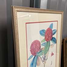 Load image into Gallery viewer, Rhododendron Fulgens, Hook. Fil - Framed Lithograph

