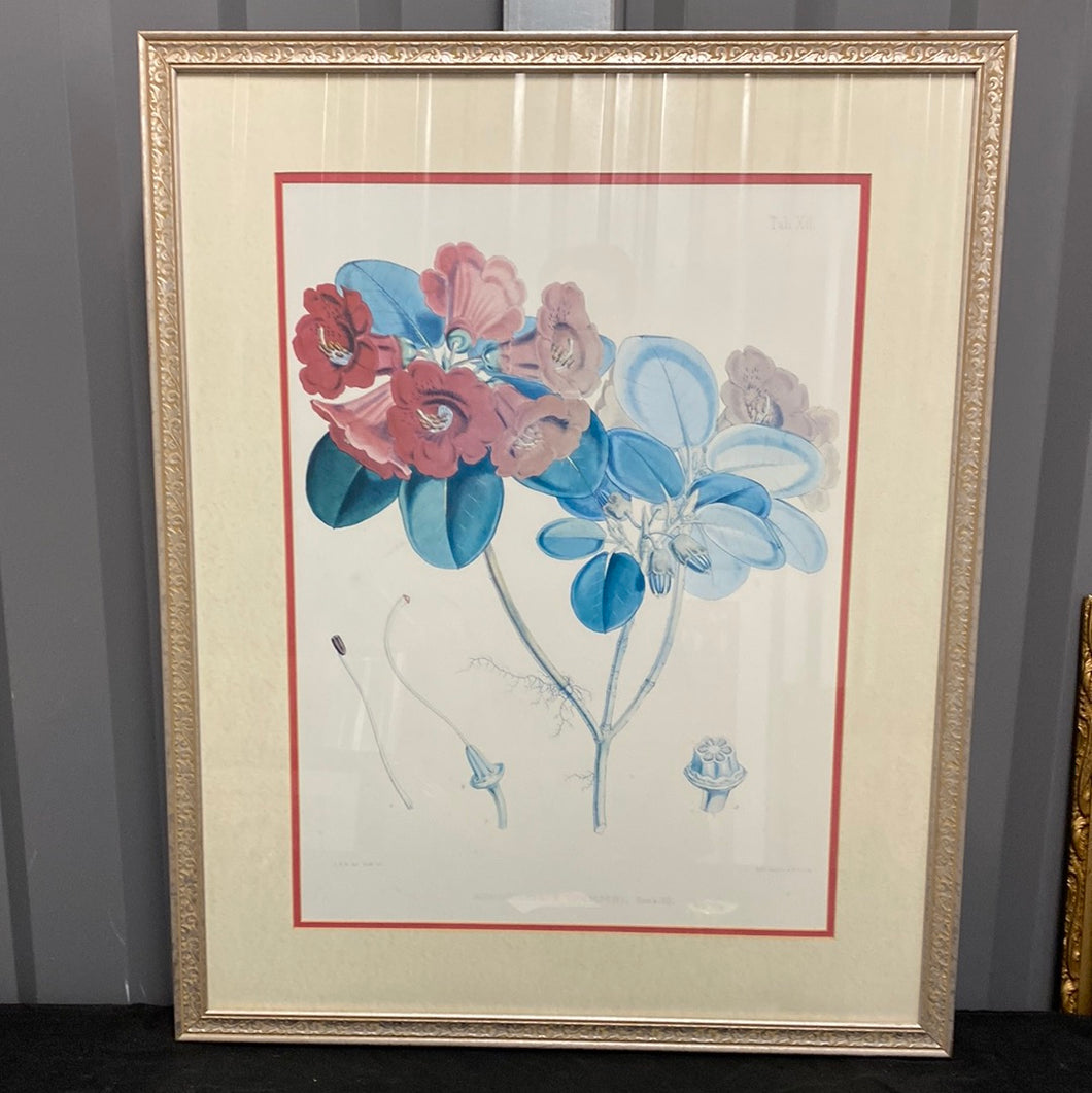 Rhododendron Thomsoni, Hook. Fil - Framed Lithograph