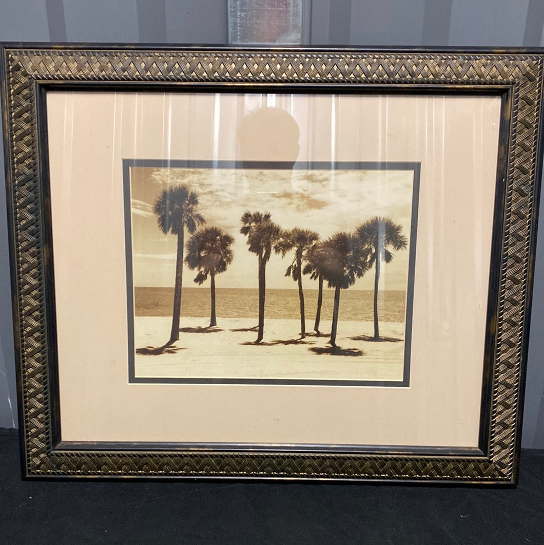 Palm Tree Beach - Framed Photo